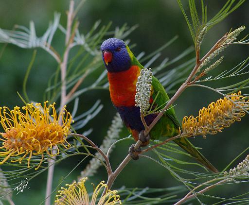 Rainbow Lorikeet AA027D-007.JPG